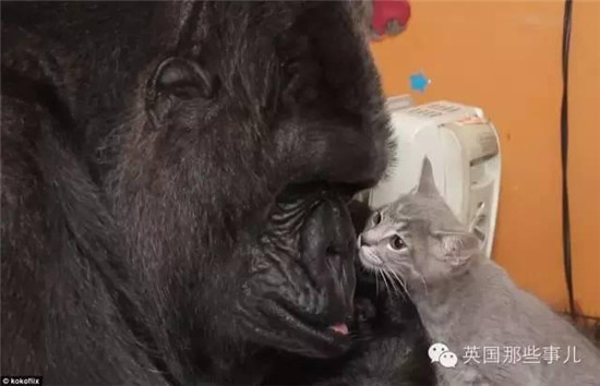 最聪明的猫排行榜_最聪明的家猫--搜狐新闻