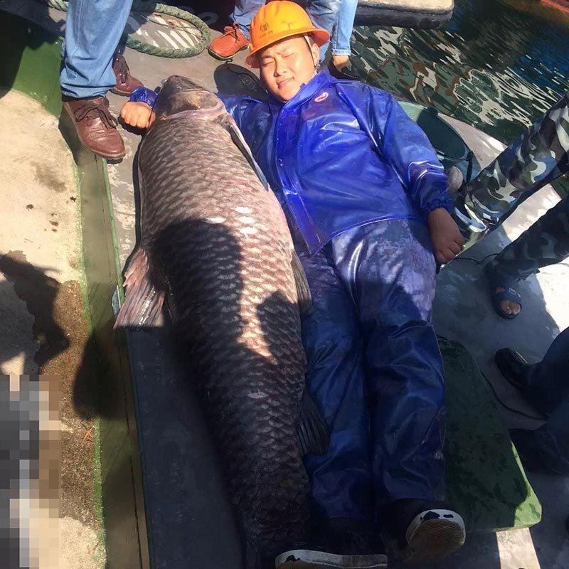 杭州千岛湖捕到180斤大鱼王 身价或过万