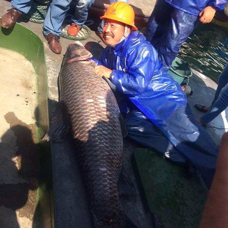 杭州千岛湖捕到180斤大鱼王 身价或过万