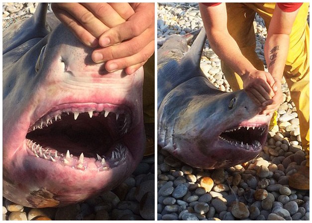這頭鯊魚在靠近切瑟爾海岸約800米的地方被捕獲。捕獲者當時在切瑟爾海灘捕魚，這只大鼠鯊遊進了他的漁網，他費了九牛二虎之力才將其捕獲上岸。