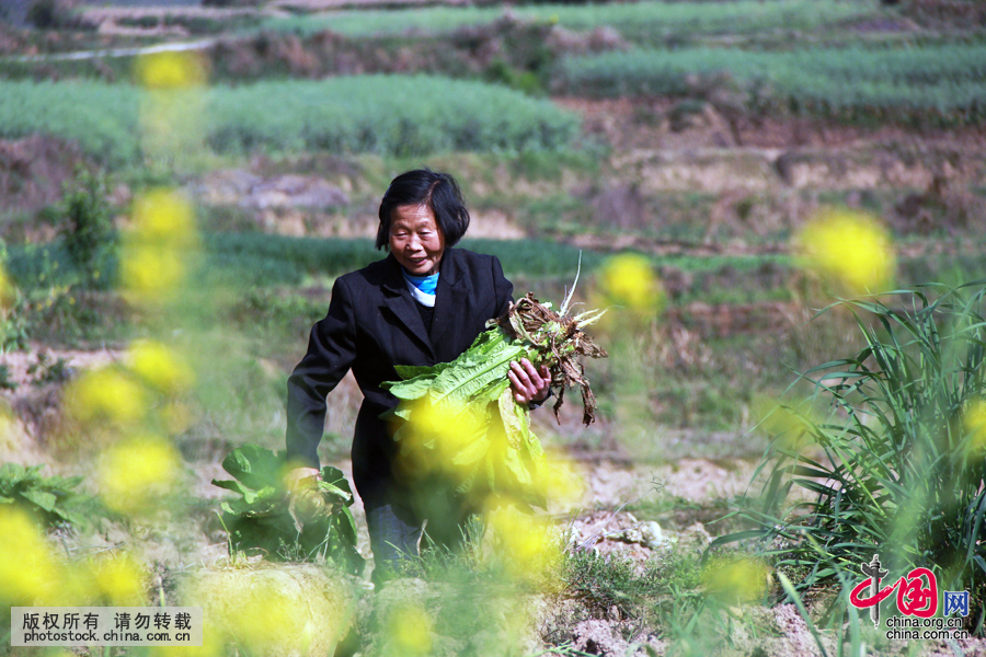  63岁的孙雪女每天清晨送孙辈们上学后，还要走十几里路回家和72岁的老伴一起做农活，玉米、花生、红薯，还有稻田需要照看。中国网图片库 曾勇摄