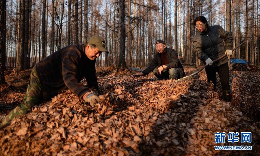 （社会）（4）吉林：“伐木工人”停伐后的“生计转型”