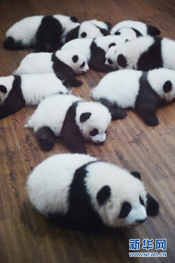 （新华直击）（2）成都：今年新生双胞胎大熊猫集体亮相