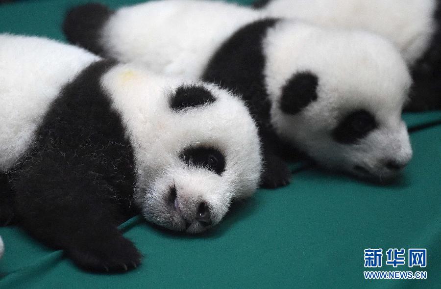 （晚报）（2）成都：今年新生双胞胎大熊猫集体亮相