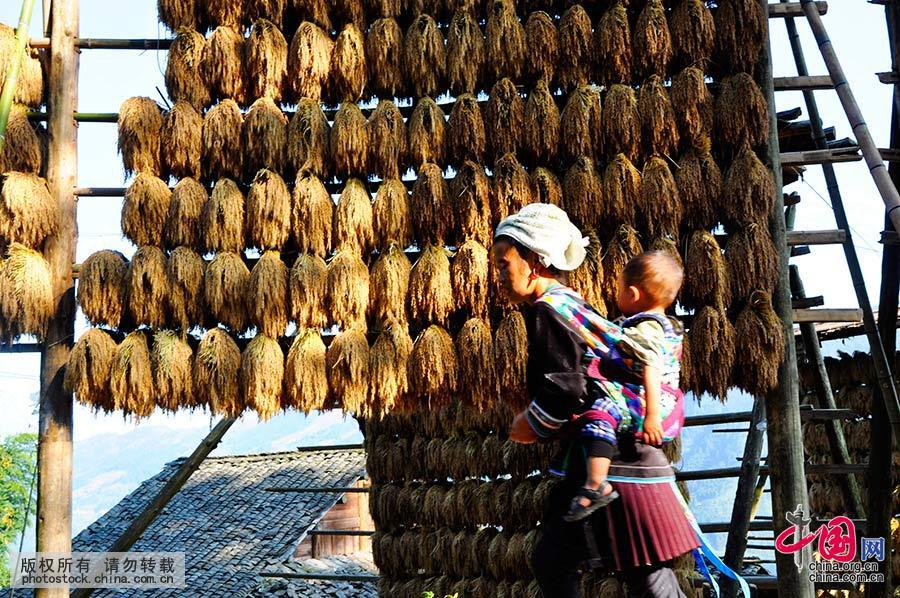 图为贵州省从江县加榜乡加车村至今一直延续古老的晾晒方式“禾晾”，每年此时，“禾晾”便成为当地一道风景。 中国网图片库 刘朝富 摄 