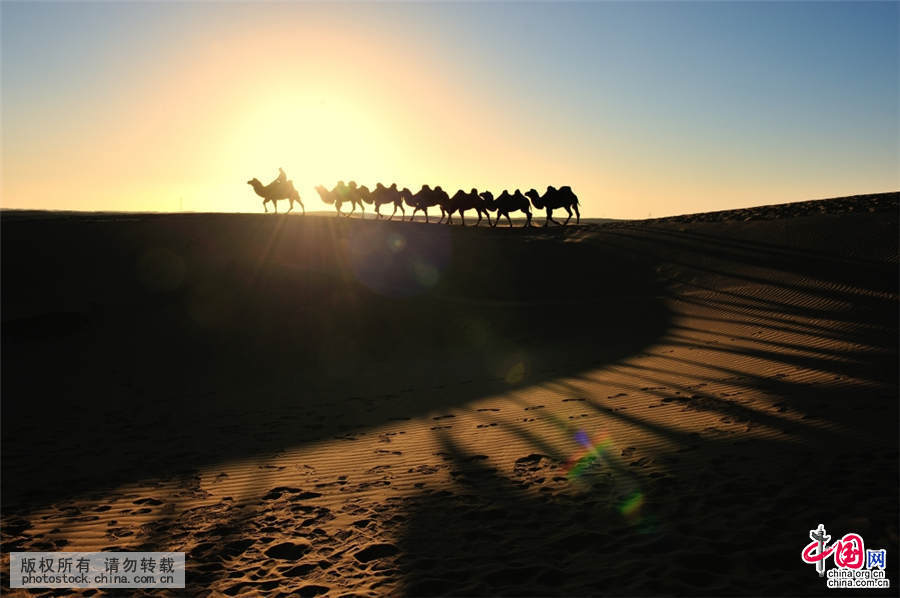 2015年10月2日，內蒙阿拉善盟，額濟納八大橋沙漠駝影。中國網圖片庫 何東平 攝