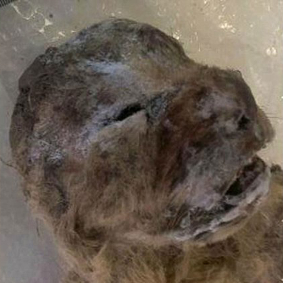 考古学家发现冰冻万年狮子尸体 为洞穴画壁上的主要形象