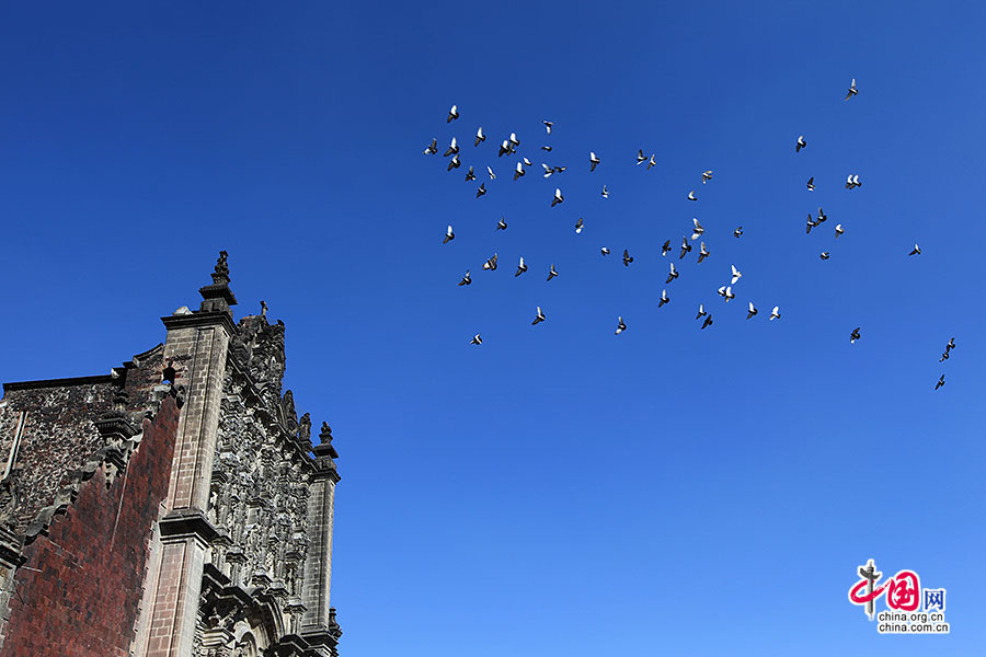 主教座法衣堂上空的鸽子