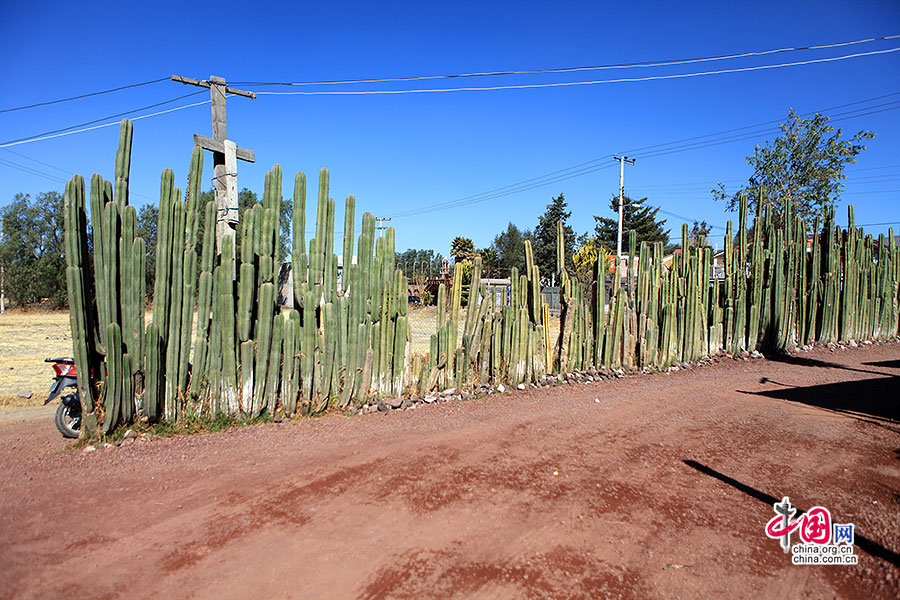 墨西哥有着丰富多样的仙人掌类植物资源