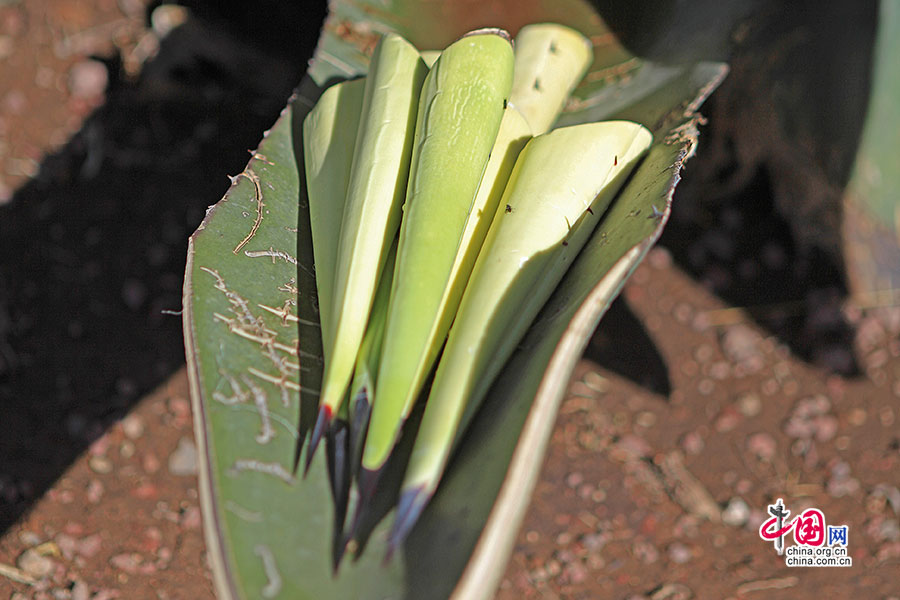 龙舌兰的尖缘叶叶尖可折下作为针