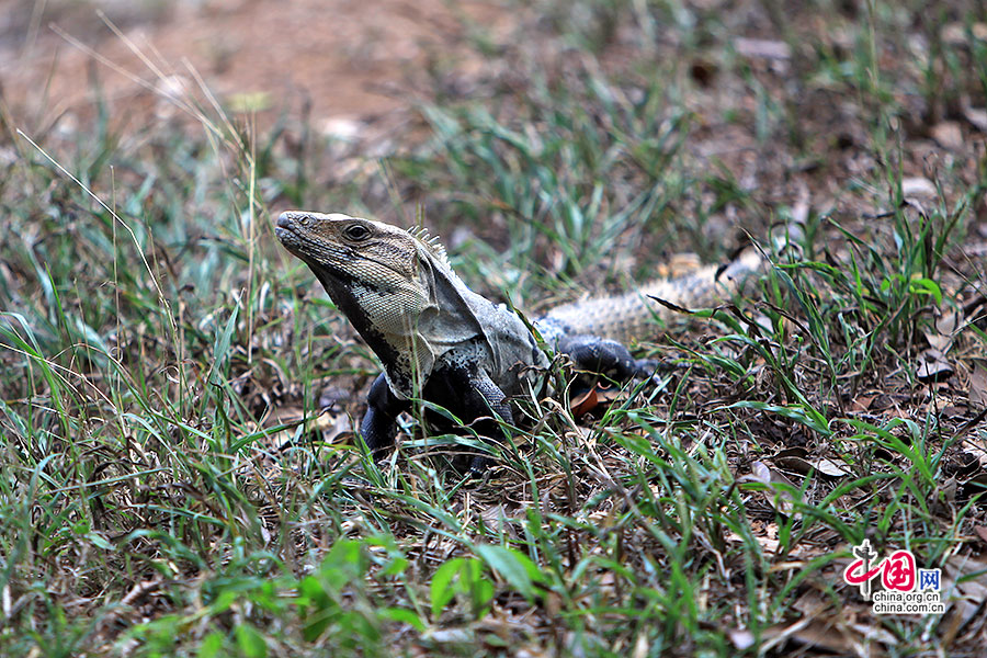 萨格拉多圣井上的鬣蜥