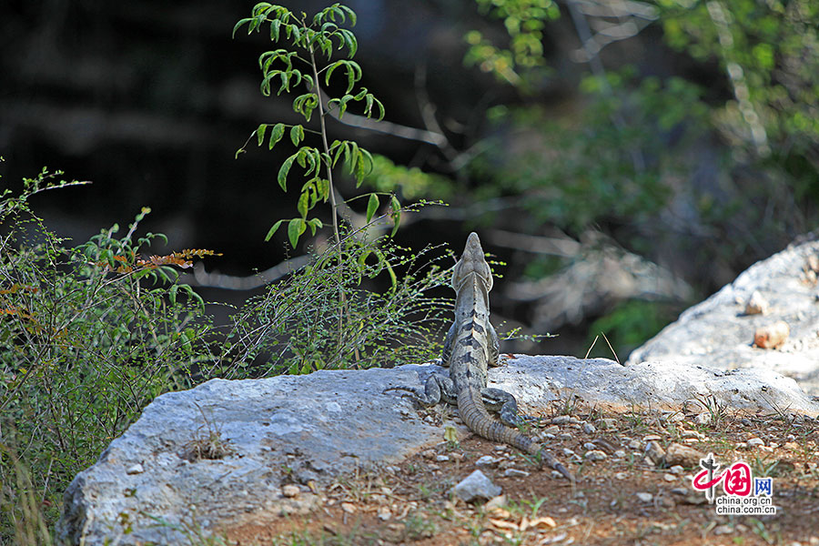 萨格拉多圣井上的鬣蜥