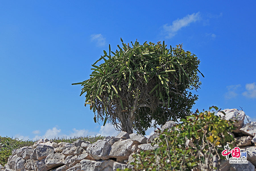 图卢姆古城原生的热带多肉植物