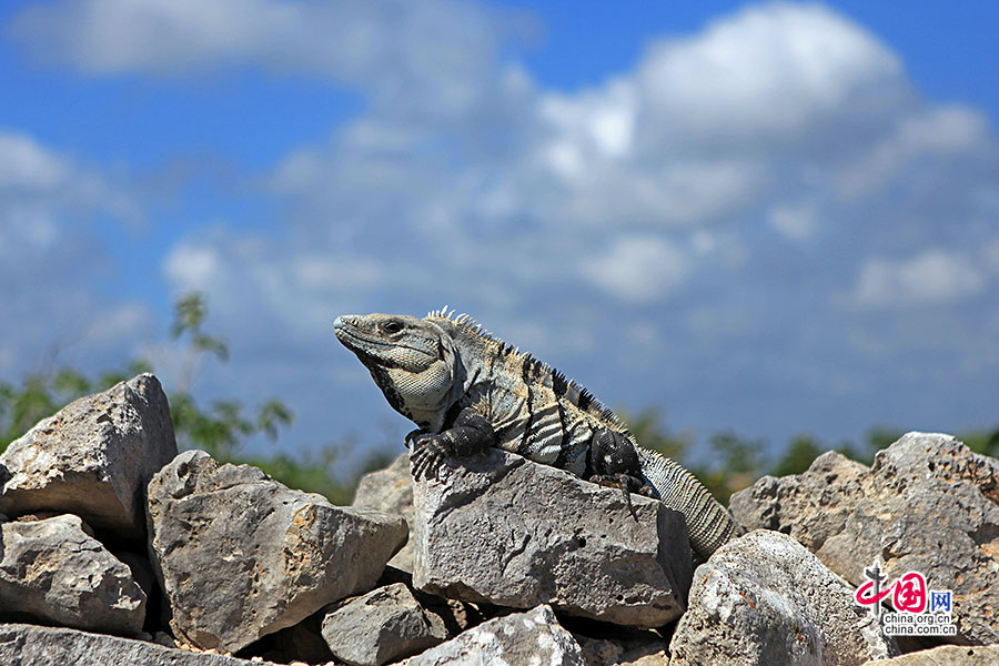 图卢姆古城随处可见的陆鬣蜥