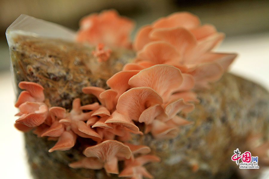 温室里的各式蘑菇