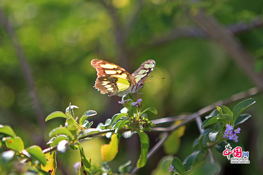 密林间处处可见蝴蝶