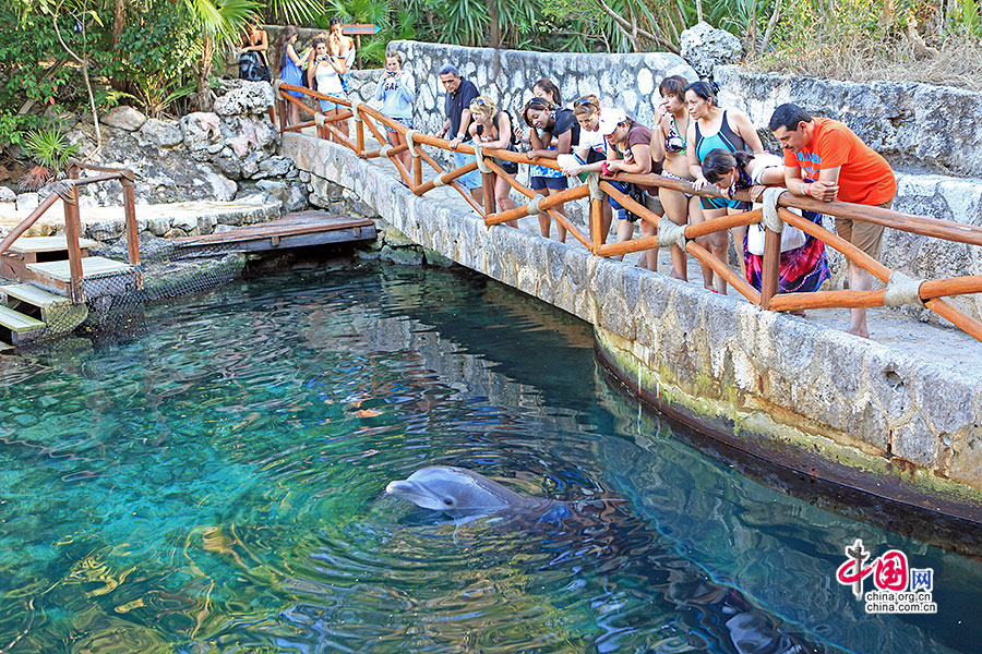 游人沿水池上的桥可以近距离看到海豚露出水面呼吸