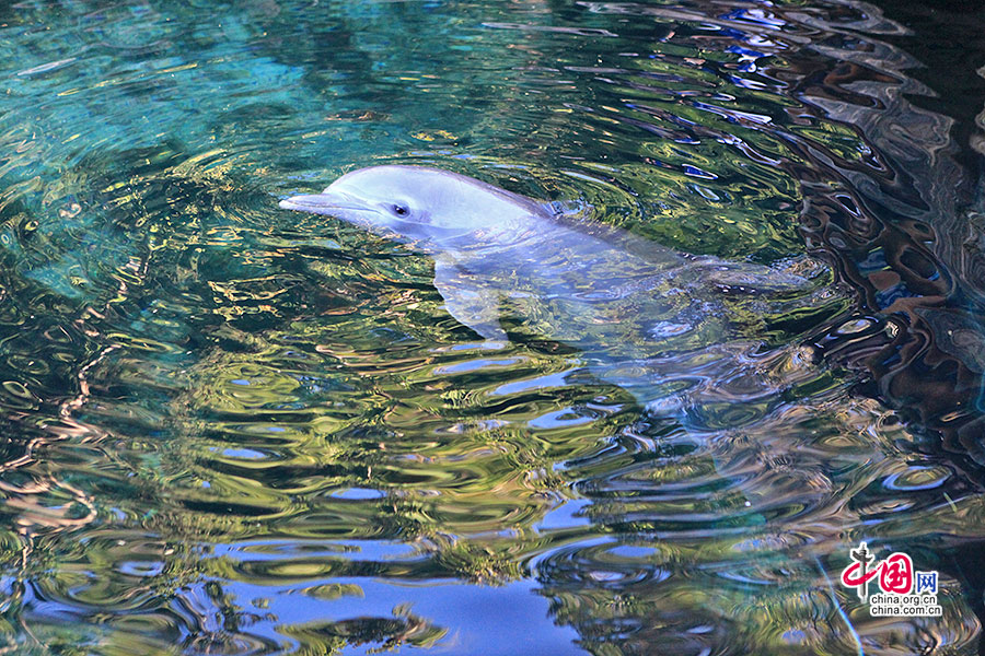 聪明的海豚在一个巨大的池塘里