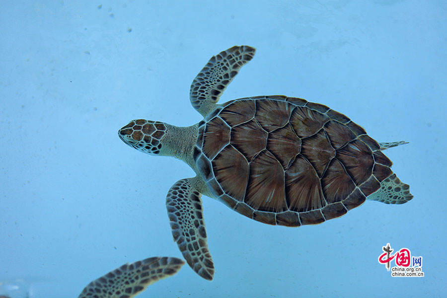 玳瑁海龟有着美丽的背纹