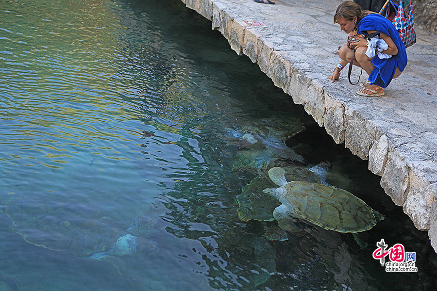 偶有游人喂面包可引得一群海龟浮出水面