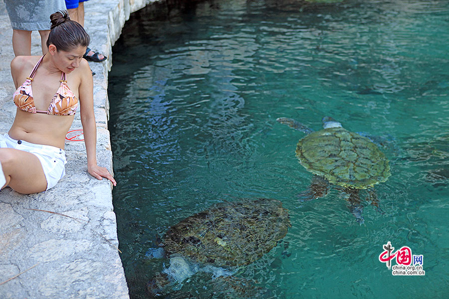 海龟悠闲地摇摆于碧水间