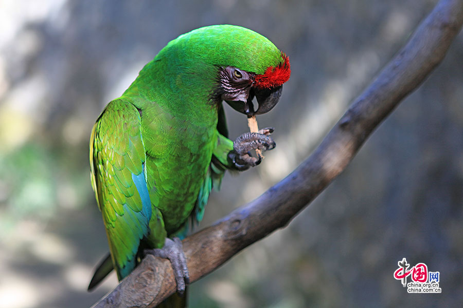 拉丁美洲丛林最著名的大绿金刚鹦鹉处于人工搭建的无束缚区