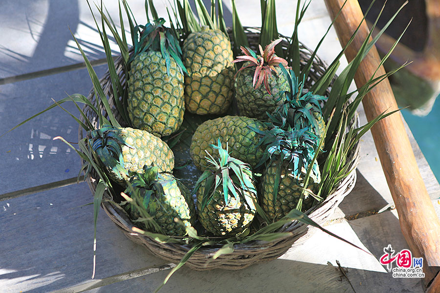 玛雅土著的传统水果之菠萝