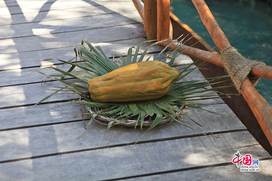 玛雅土著的传统水果之木瓜
