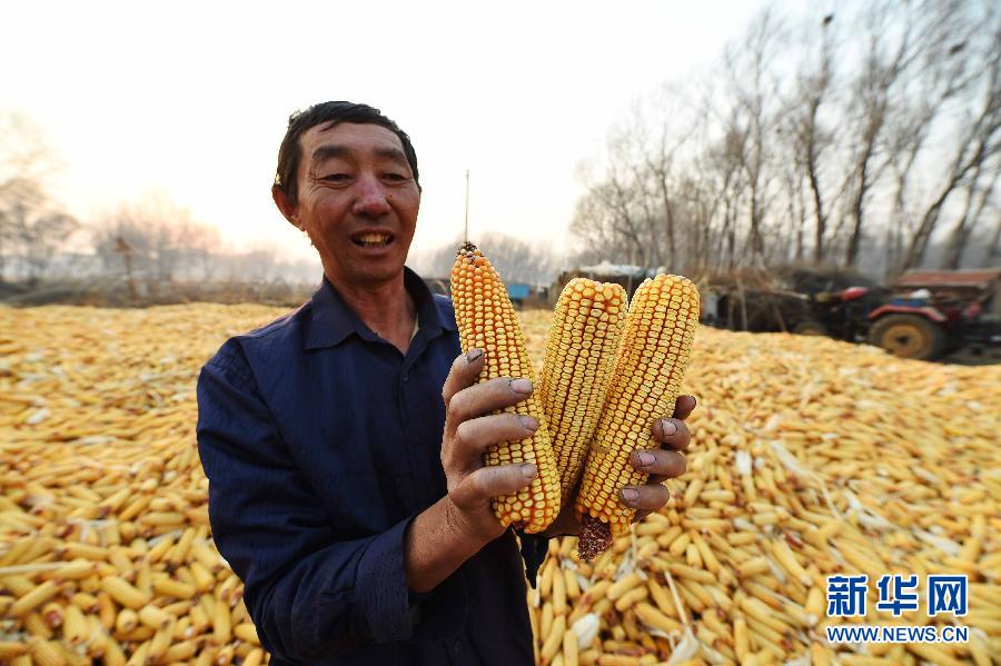 （走基层 听民声）（4）黑龙江局地政策性粮食收购：玉米、水稻“冰火两重天”