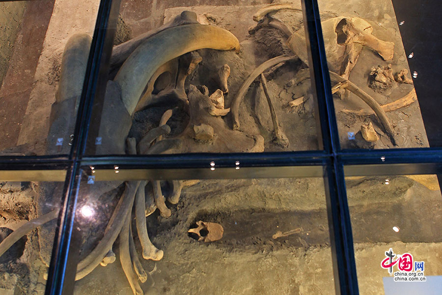 北美大陆上的猛犸象化石