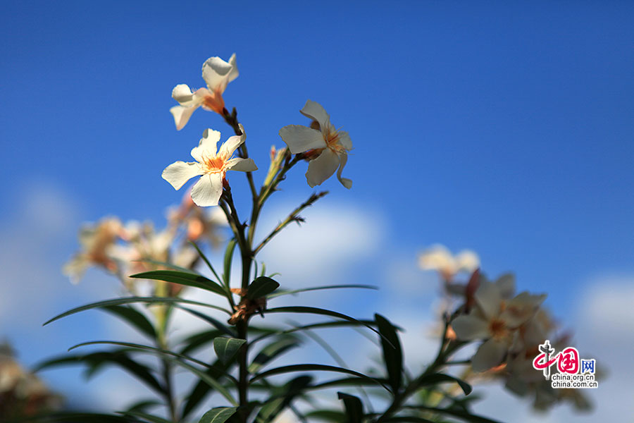 墨色倾城(十二)西卡莱特，误入热带丛林的花花世界