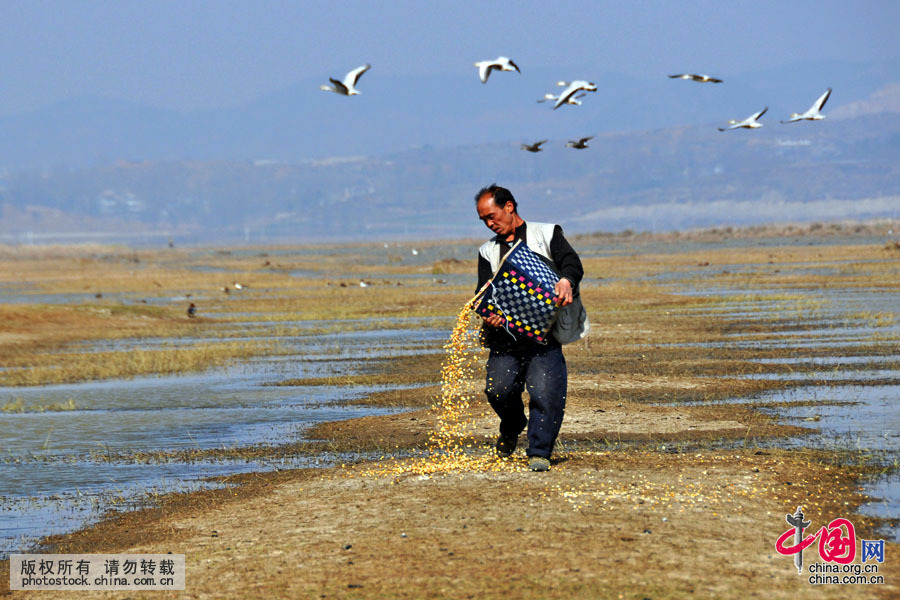  自從1997年臧爾軍被聘請為草海國家級自然保護區胡葉林核心區管理站的管護員以來，老臧堅持每天6點過鐘起床下海，記錄當天鳥類活動情況、喂鳥投食、清理保護區內的非法魚網，一幹就是十八年。中國網圖片庫 楊文斌攝