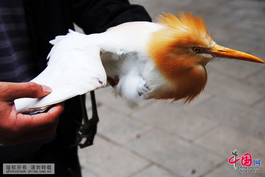  在臧爾軍的大力宣傳下，環湖村民的愛鳥護鳥意識在逐漸提高，常常有人主動把受傷的鳥類送到草海管理局。中國網圖片庫 楊文斌攝 