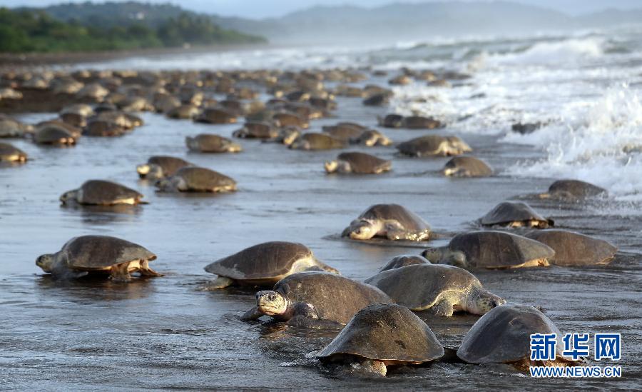 （國際）（2）數十萬海龜蜂擁至哥斯大黎加海灘産卵