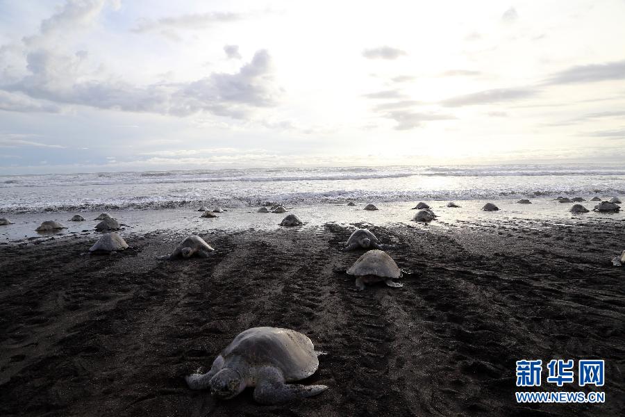 （國際）（3）數十萬海龜蜂擁至哥斯大黎加海灘産卵