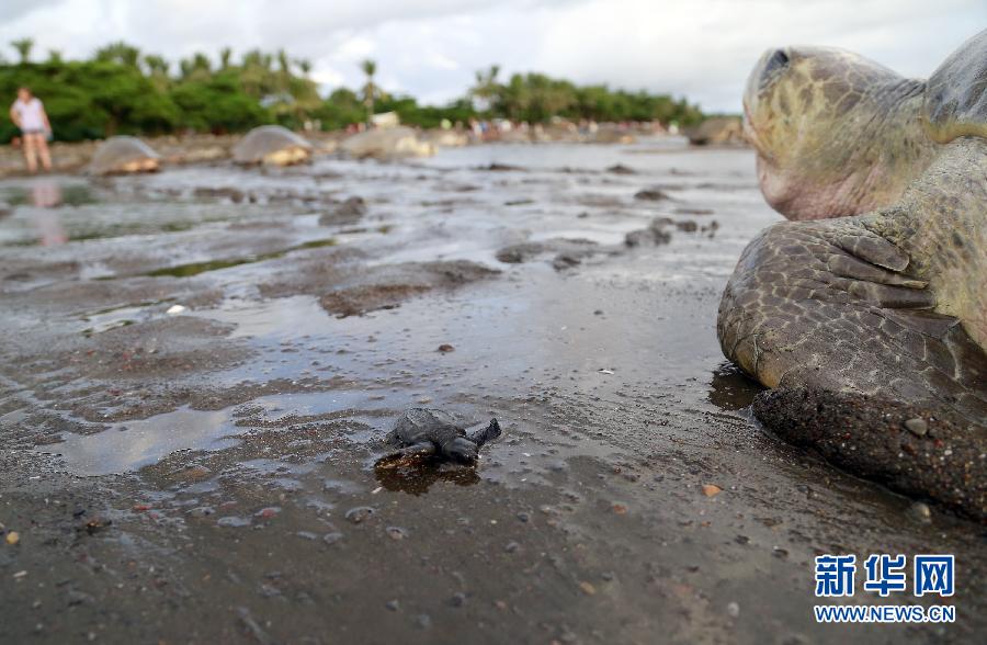 （國際）（4）數十萬海龜蜂擁至哥斯大黎加海灘産卵