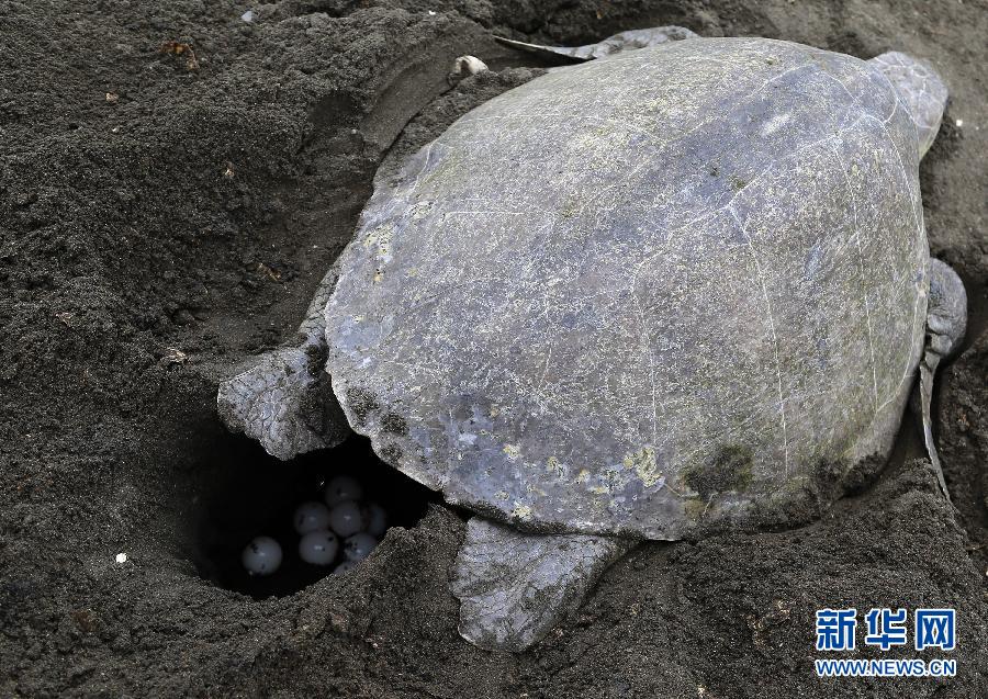 （國際）（5）數十萬海龜蜂擁至哥斯大黎加海灘産卵