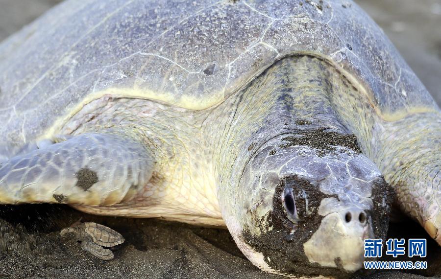 （國際）（6）數十萬海龜蜂擁至哥斯大黎加海灘産卵