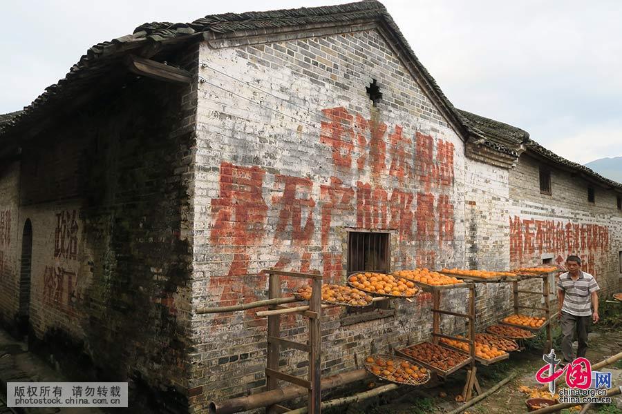 11月7日，在广西桂林市恭城瑶族自治县莲花镇东寨村，村民从一条标语下走过。中国网图片库 王滋创 摄