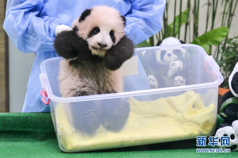 （國際）（2）中國旅馬大熊貓寶寶今起亮相