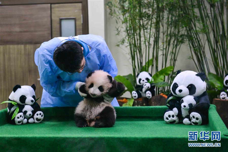 （國際）（5）中國旅馬大熊貓寶寶今起亮相