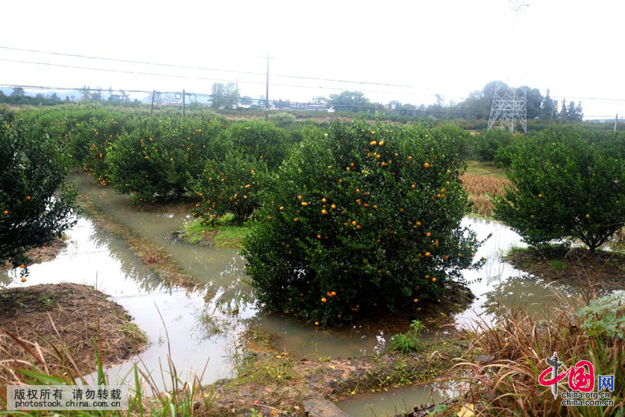 2015年11月17日12時，受洪訊影響，江西省南豐縣村民的果園被淹。中國網圖片庫 袁榮生攝