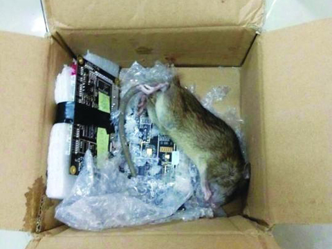 深圳女白领收到快递 箱内现10厘米长死老鼠