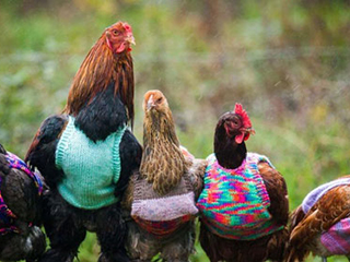 英女子为家禽手织套头衫过冬