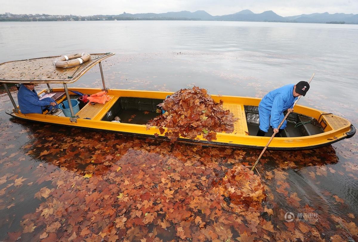 浙江杭州,西湖水域工作人员正在打捞湖面上的大批落叶