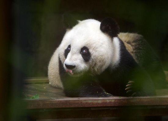 熊猫“盼盼”将迎“百岁”大寿