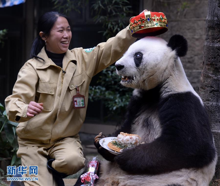 （城乡热点）（1）高龄大熊猫明星“巴斯”迎来35岁生日