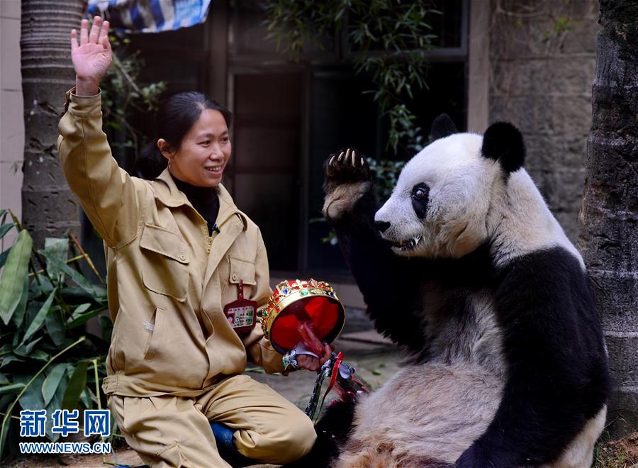 （城乡热点）（2）高龄大熊猫明星“巴斯”迎来35岁生日