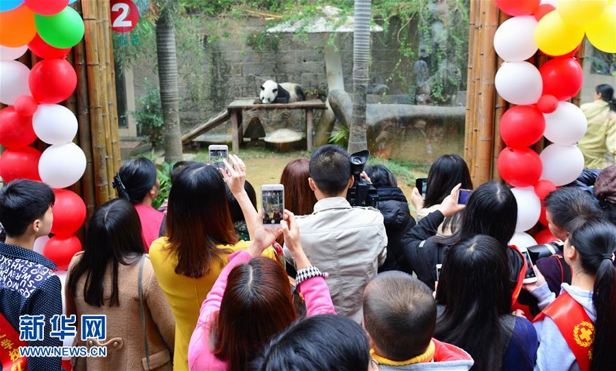 （城乡热点）（3）高龄大熊猫明星“巴斯”迎来35岁生日