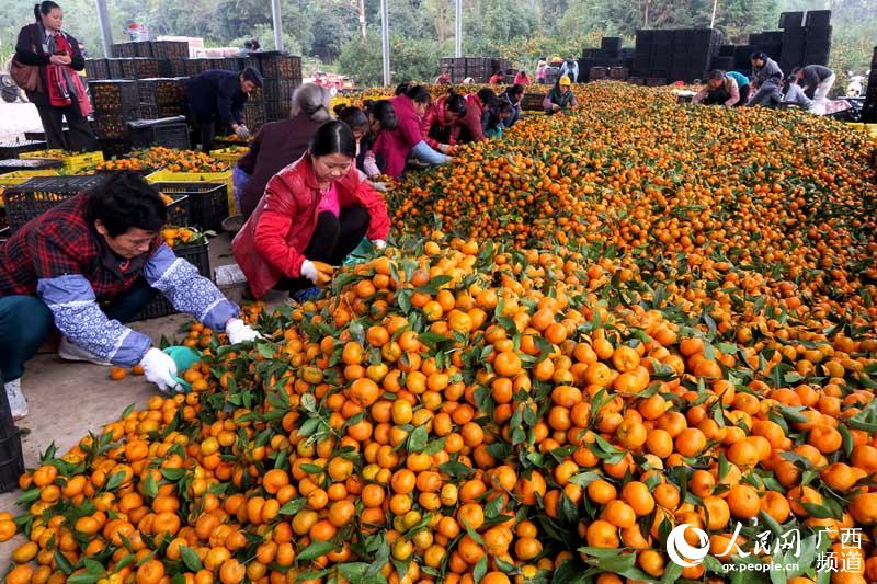 12月3日，廣西桂林市全州縣才灣鎮岩泉村委大洛塘村的水果市場裏，果農們在挑選蜜桔準備裝箱外運。